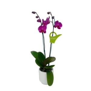 Orquídea "LUSAKA" 2 varas