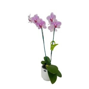Orquídea "GOTTEBORG" 2 Varas