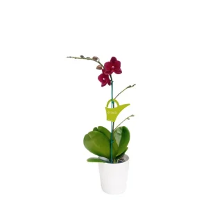 Orquídea «Nice» Mediana