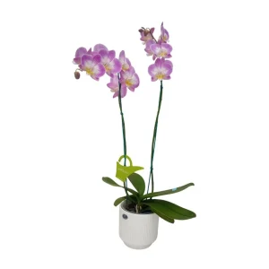 Orquídea "SUNCA" 2 varas