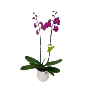 Orquídea "LUSAKA" 2 varas Premium