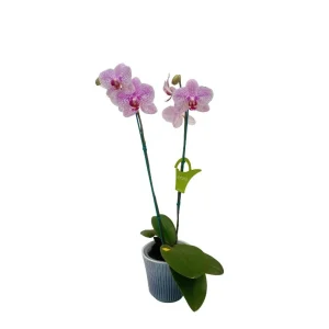 Orquídea "GOTTEBORG" 2 Varas