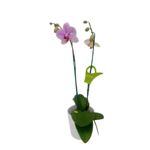 Orquídea "GOTTEBORG" 2 Varas