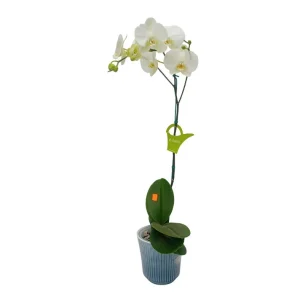 Orquídea "Cambridge" Mediana con varas lateral