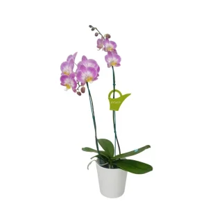 Orquídea "SUNCA" 2 varas