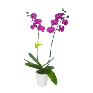 Orquídea "LUSAKA" 2 varas Premium