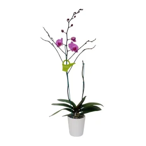 Orquídea «Minneapolis» 2 varas Premium Ramificada