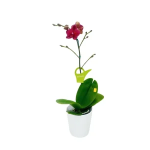 Orquídea «Nice» Mediana