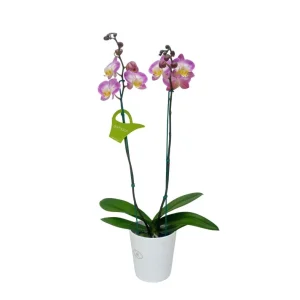 Orquídea "SUNCA" 2 varas