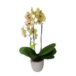 Orquidea "Krakow" Mediana