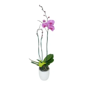 Orquídea «Minneapolis» 3 varas Super Premium