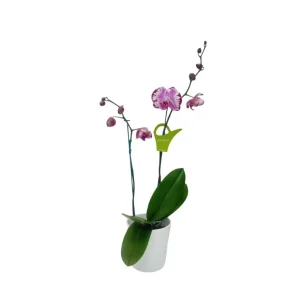 Orquidea "BROTHER YOU" 2 Varas