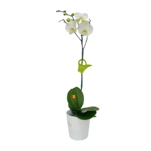 Orquídea "Cambridge" Mediana con varas lateral