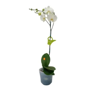 Orquídea "Cambridge" Mediana con varas lateral