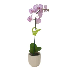 Orquidea "Krakow" Mediana