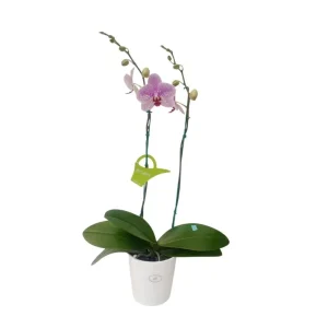 Orquídea "GOTTEBORG" 2 varas Premium