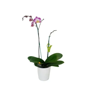 Orquídea "SUNCA" 2 varas
