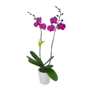 Orquídea "LUSAKA" 2 varas Premium