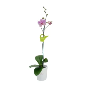 Orquídea "GOTTEBORG" Mediana con varas laterales