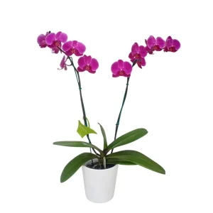 Orquídea "LUSAKA" 2 varas Premium