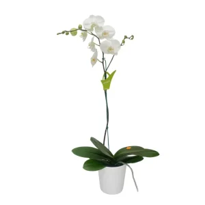 Orquídea "Cambridge" Mediana con vara lateral