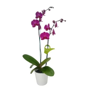 Orquídea "LUSAKA" 2 varas Premium
