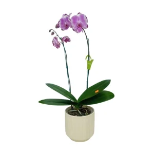 Orquidea "BROTHER YOU" 2 Varas