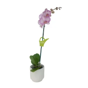 Orquidea "Krakow" Mediana