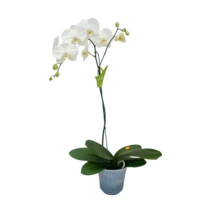Orquídea "Cambridge" Mediana con vara lateral