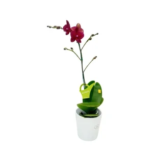 Orquídea «Nice» Mediana