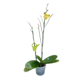 Orquídea "Savona" 2 Varas Premium