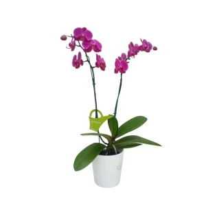 Orquídea "LUSAKA" 2 varas Premium