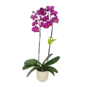 Orquídea "LUSAKA" 2 varas Premium