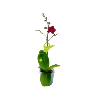 Orquídea «Nice» Mediana