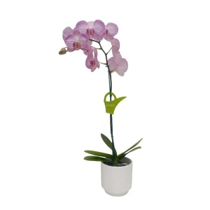 Orquidea "Krakow" Mediana