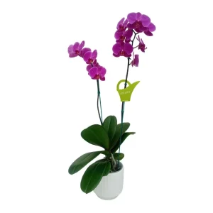 Orquídea "LUSAKA" 2 varas Premium