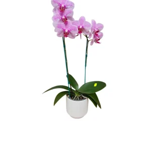 Orquídea "GOTTEBORG" 2 Varas