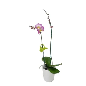 Orquídea "SUNCA" 2 varas