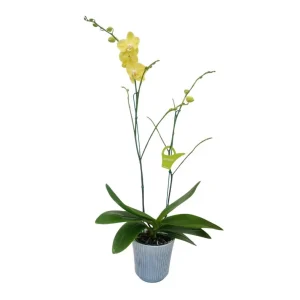 Orquídea "Savona" 2 Varas Premium Ramificada