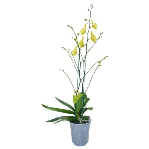 Orquídea "Savona" 2 Varas Premium Ramificada