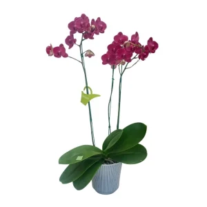 Orquídea "Montreux" 3 varas Super Premium