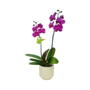 Orquídea "LUSAKA" 2 varas Premium