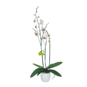 Orquídea "Toronto" 3 varas Super Premium