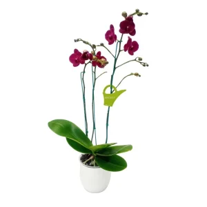 Orquídea «Montreux» 3 varas Premium