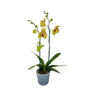 Orquídea "Albufeira" 2 varas