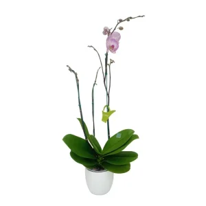 Orquidea "Krakow" 3 varas Super Premium