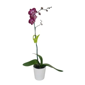 Orquídea «MANTA LEMBOGAN» Mediana con varas laterales