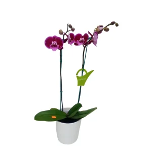 Orquídea «MANTA LEMBOGAN» 2 varas