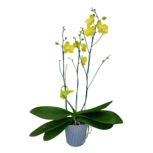 Orquídea "Savona" 3 Varas Super Premium