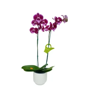 Orquídea «MANTA LEMBOGAN» 2 varas